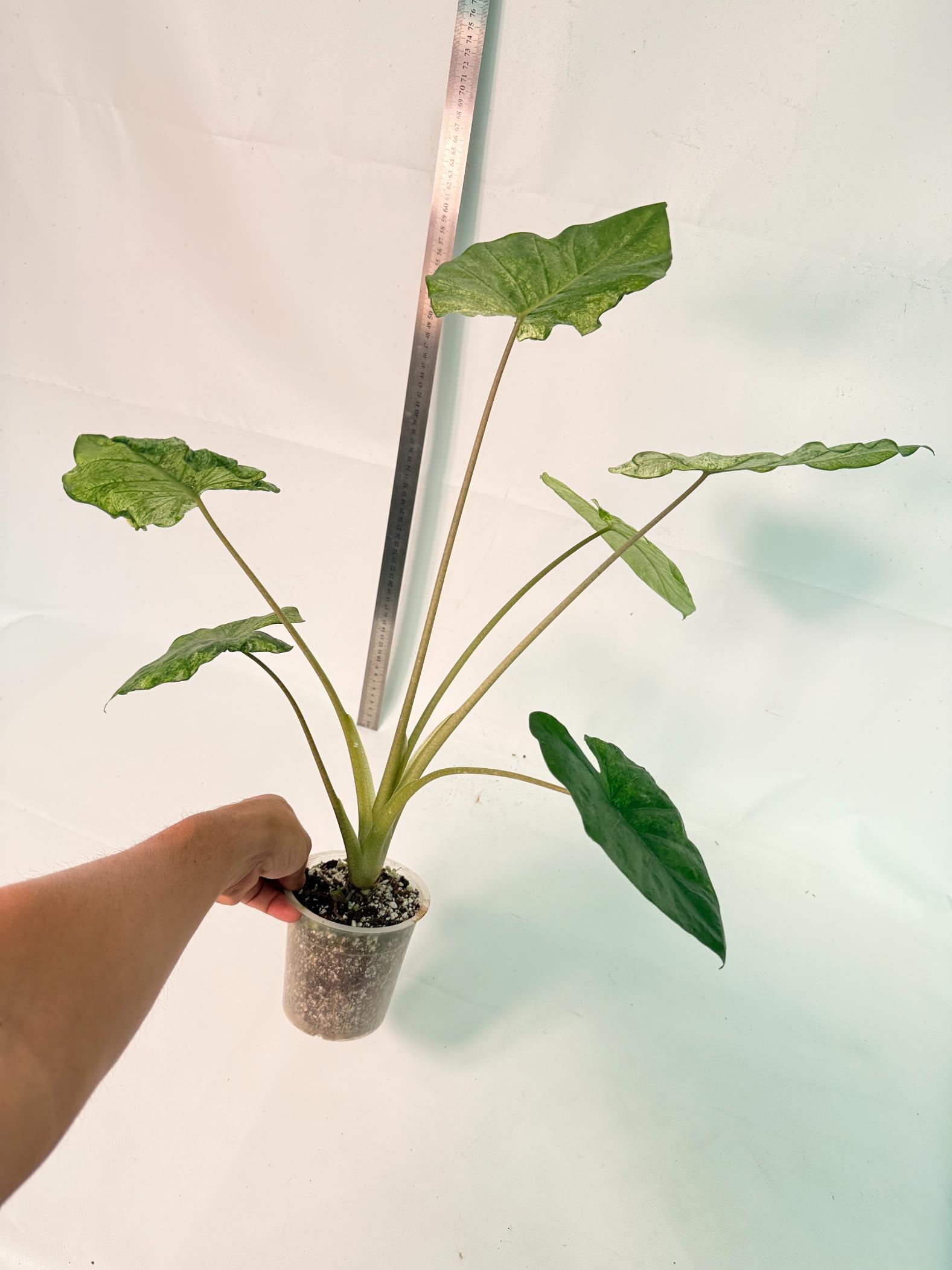 Alocasia Macrorrhiza Variegata 5