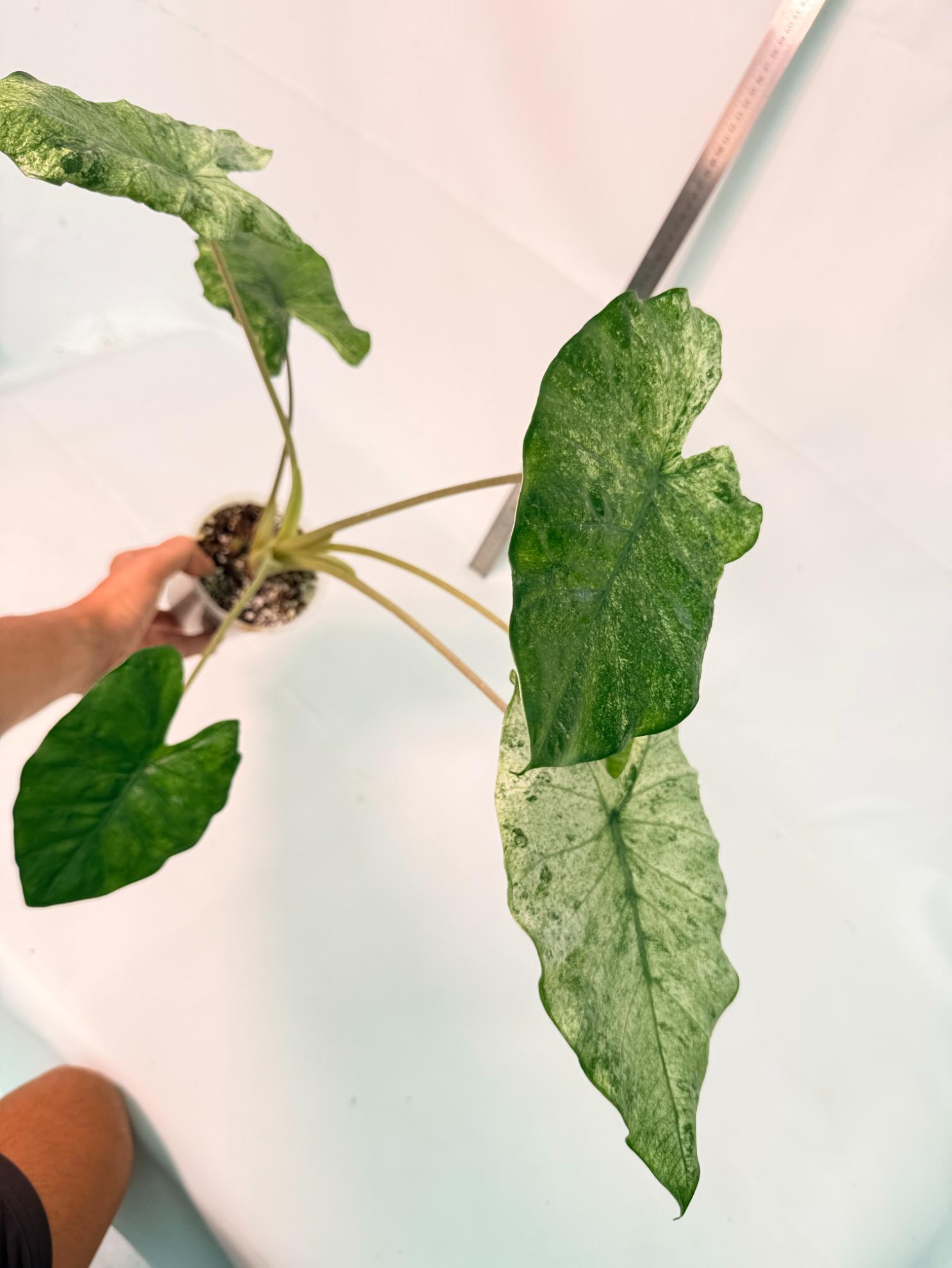 Alocasia Macrorrhiza Variegata 10