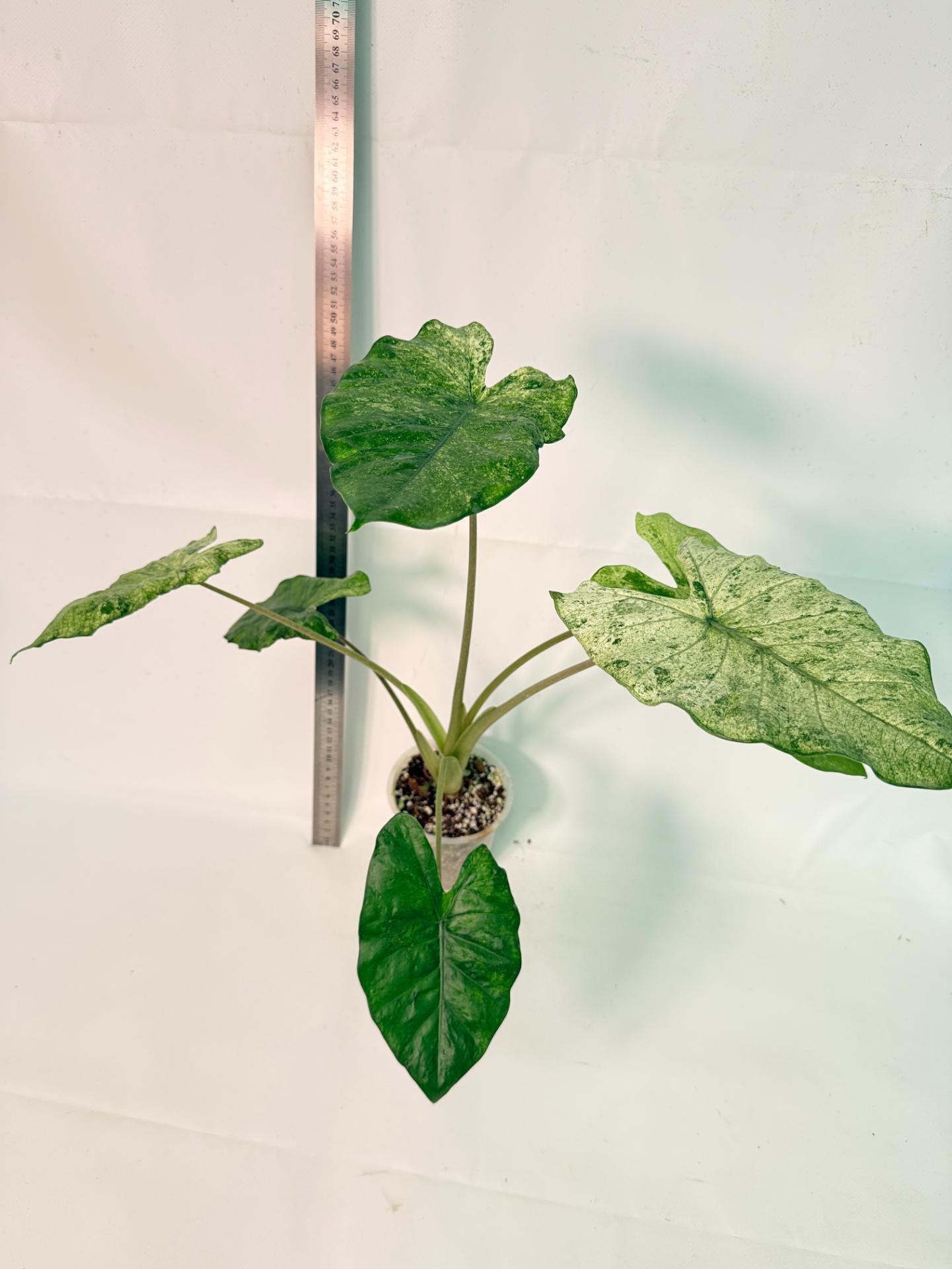 Alocasia Macrorrhiza Variegata 9