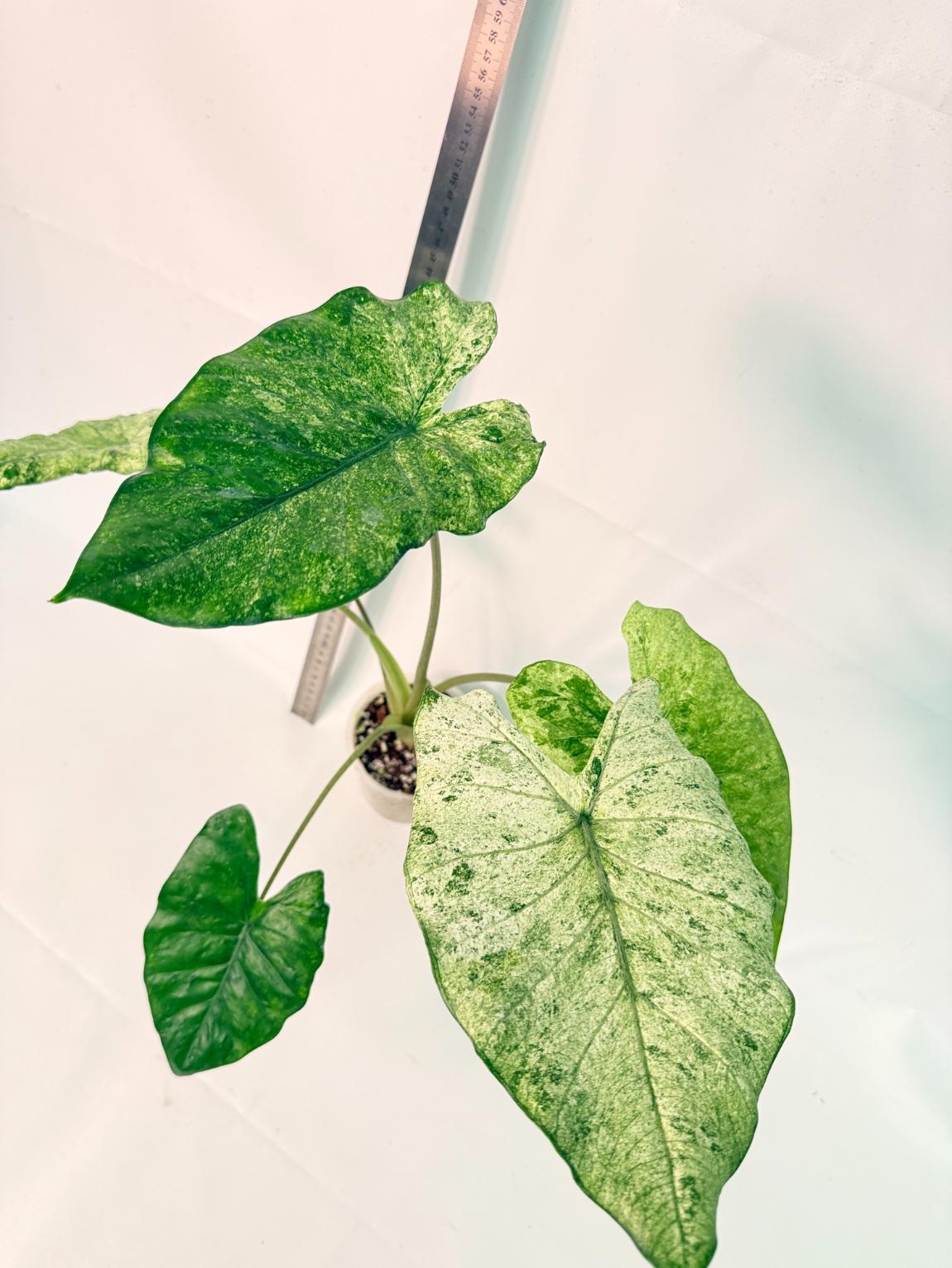 Alocasia Macrorrhiza Variegata 4