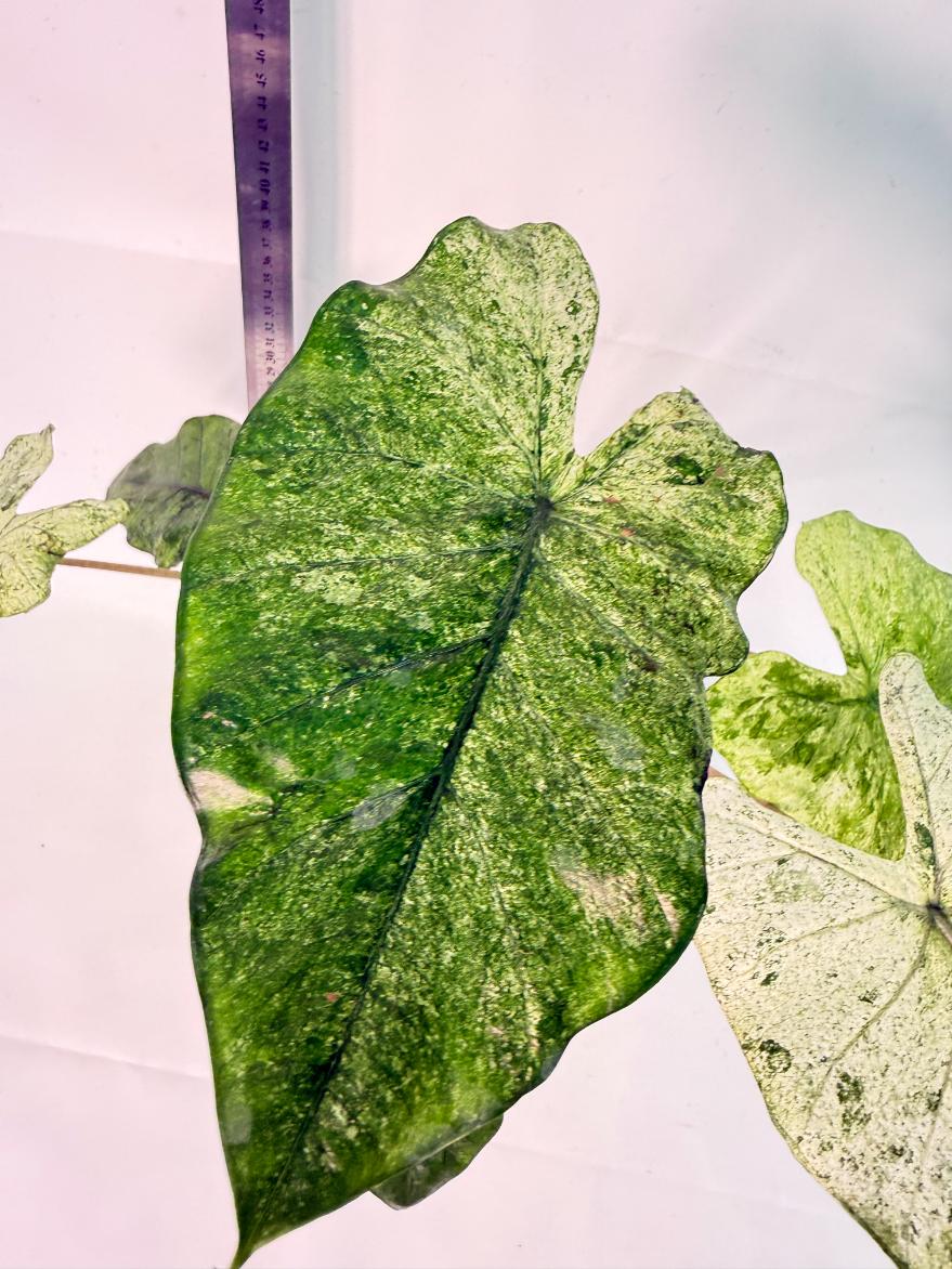 Alocasia Macrorrhiza Variegata 6