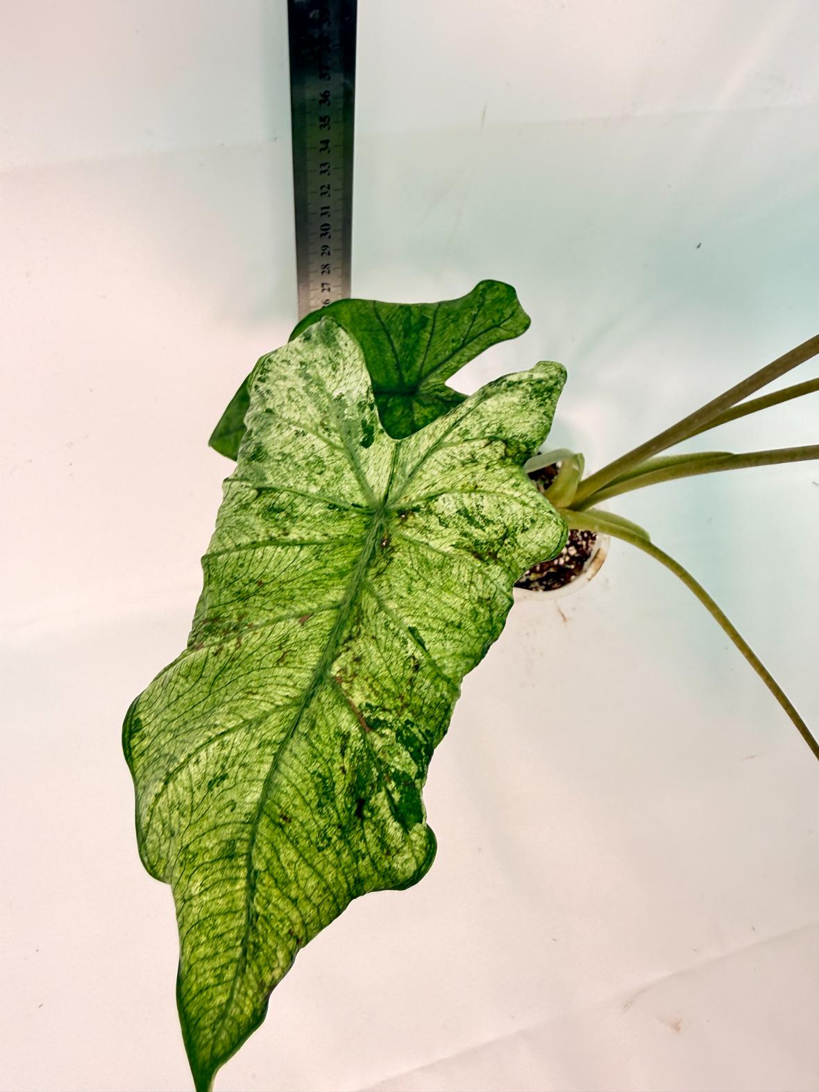 Alocasia Macrorrhiza Variegata 7