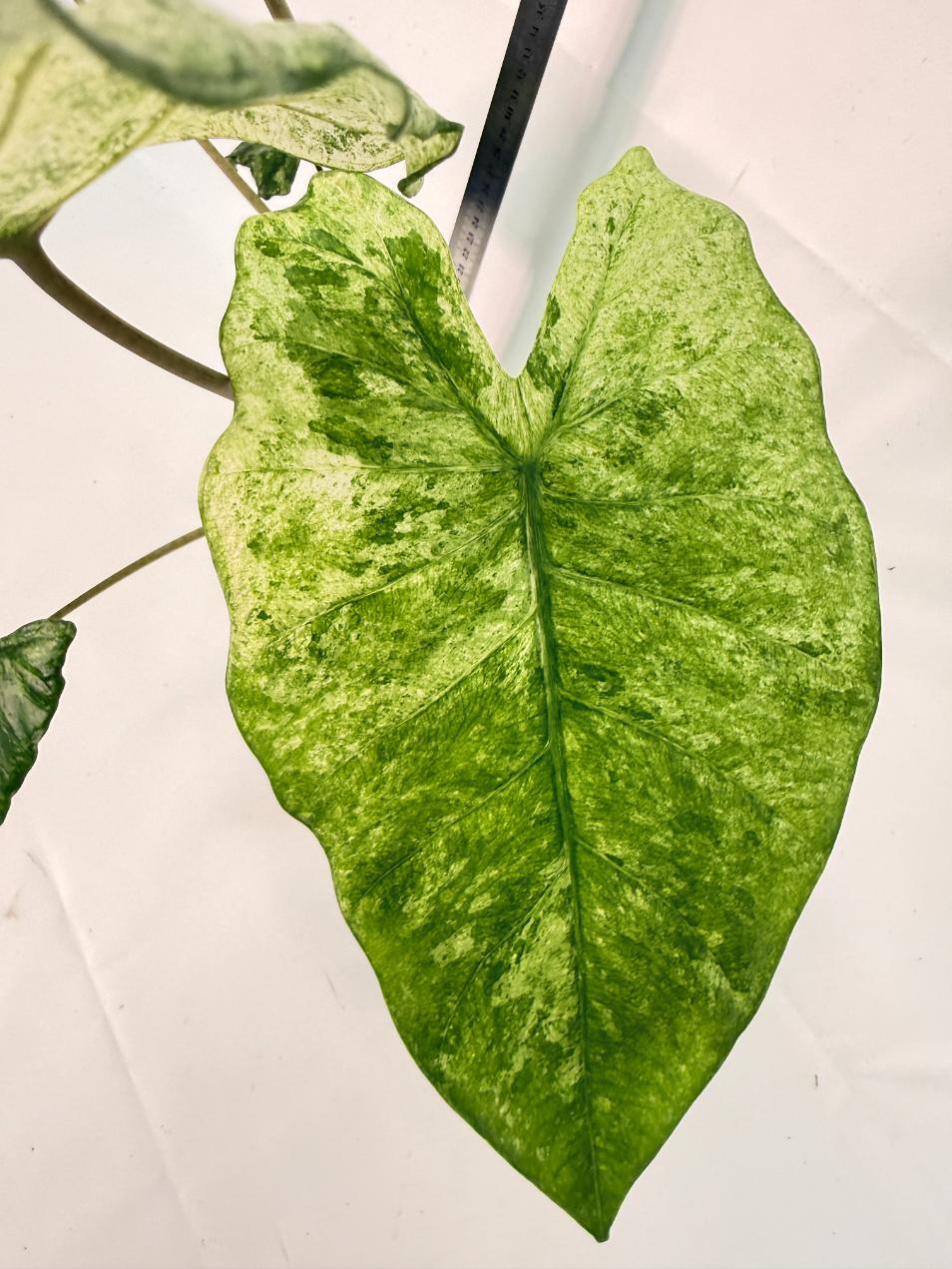 Alocasia Macrorrhiza Variegata 3