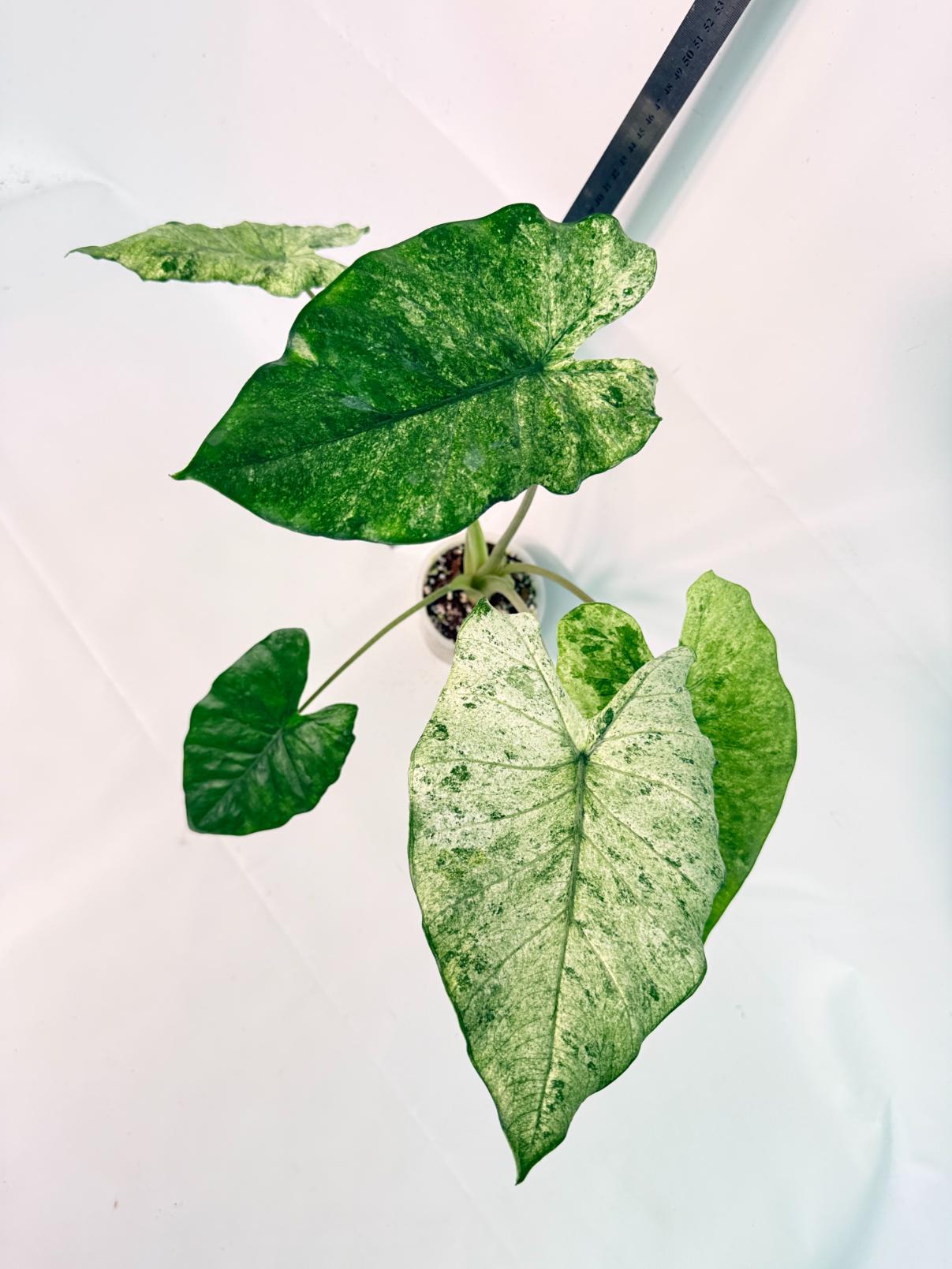 Alocasia Macrorrhiza Variegata 8