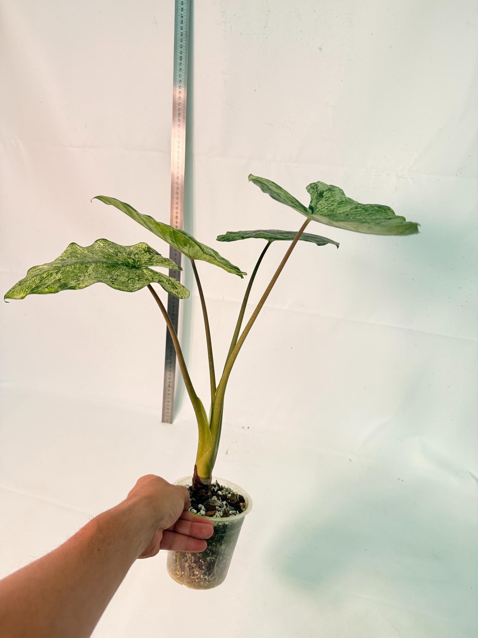 Alocasia Macrorrhiza Variegata 13