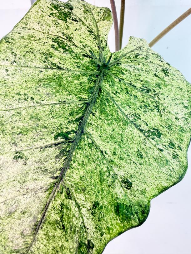 Alocasia Macrorrhiza Variegata 4