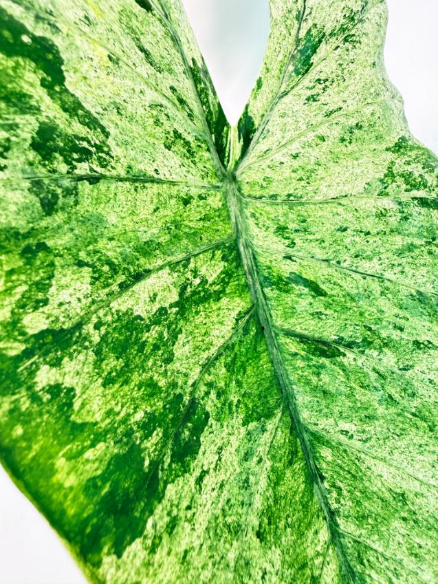 Alocasia Macrorrhiza Variegata 9