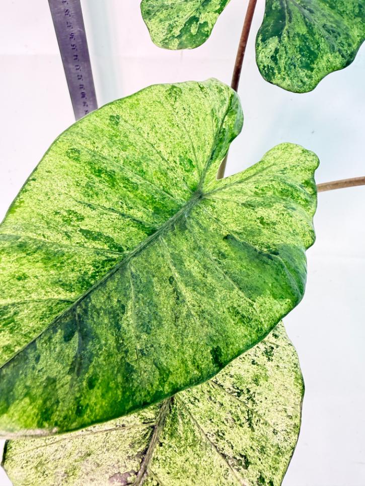Alocasia Macrorrhiza Variegata 10