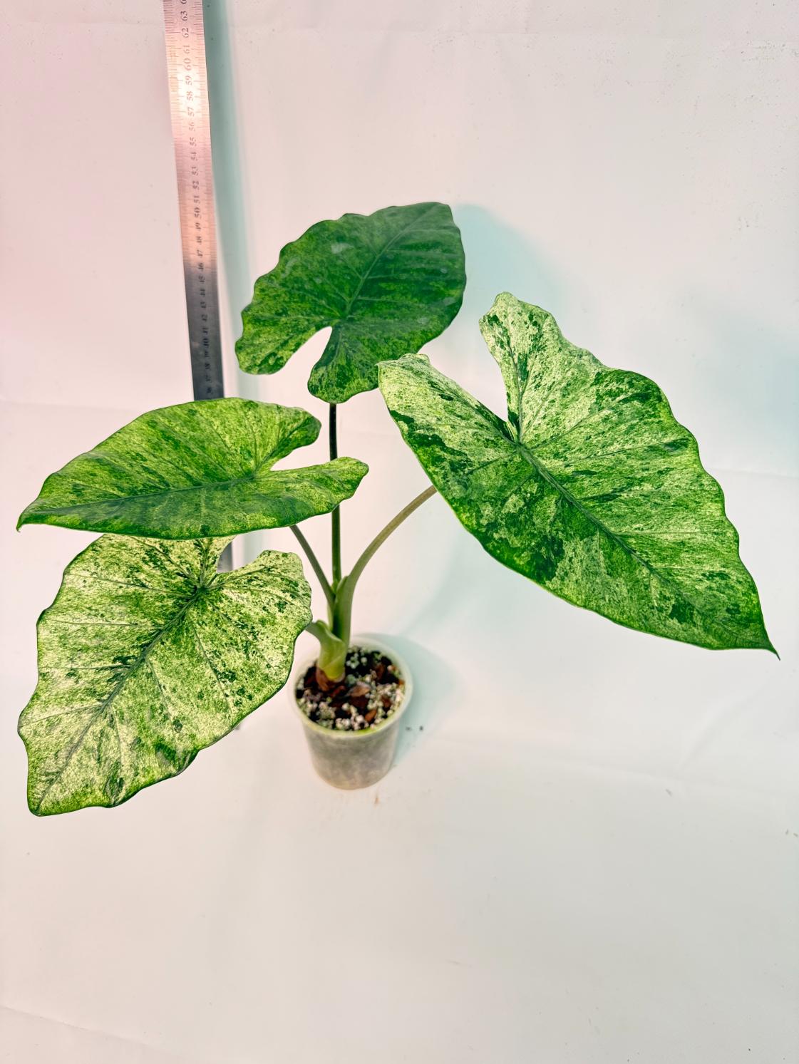 Alocasia Macrorrhiza Variegata 11