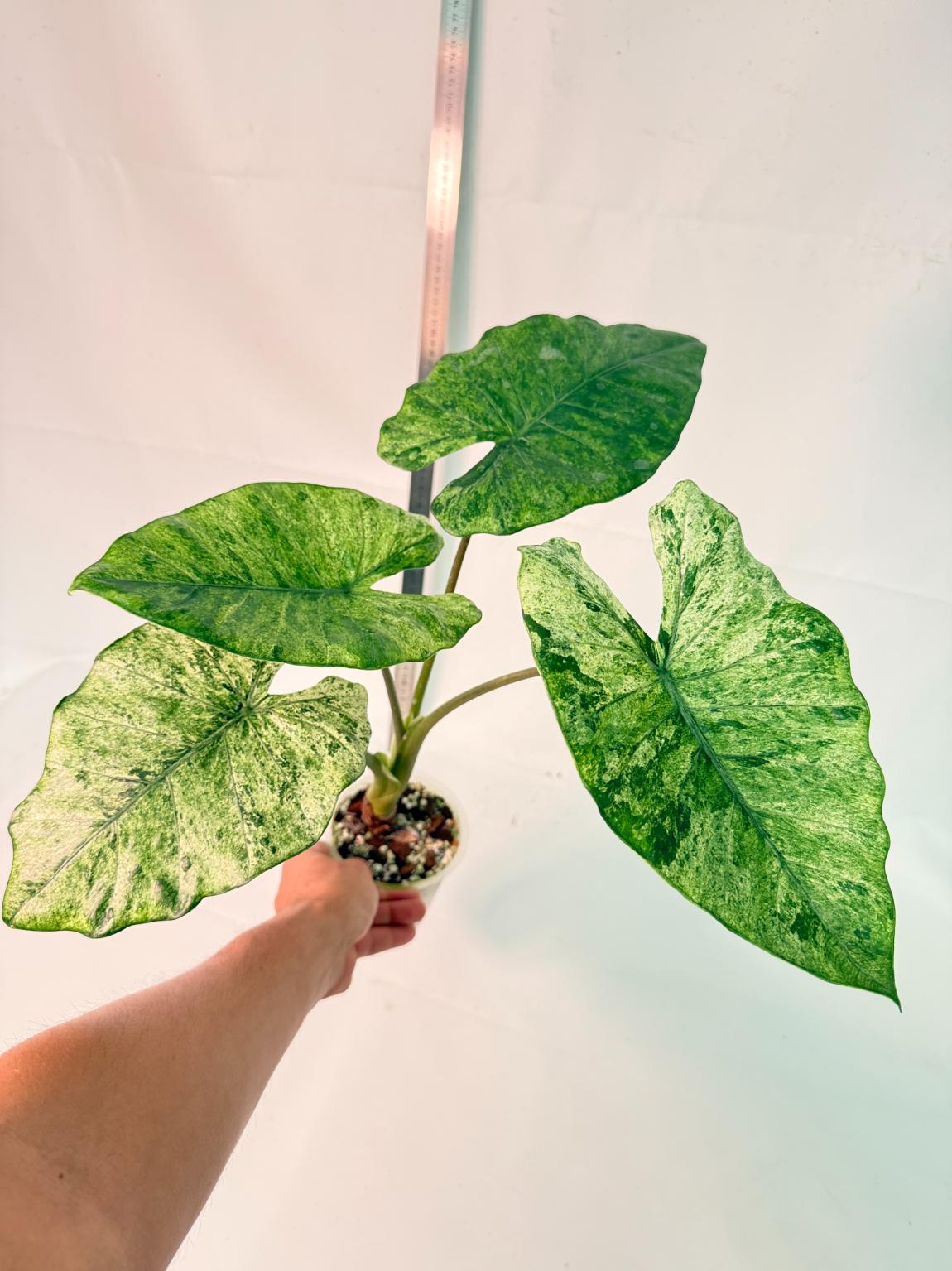Alocasia Macrorrhiza Variegata 12