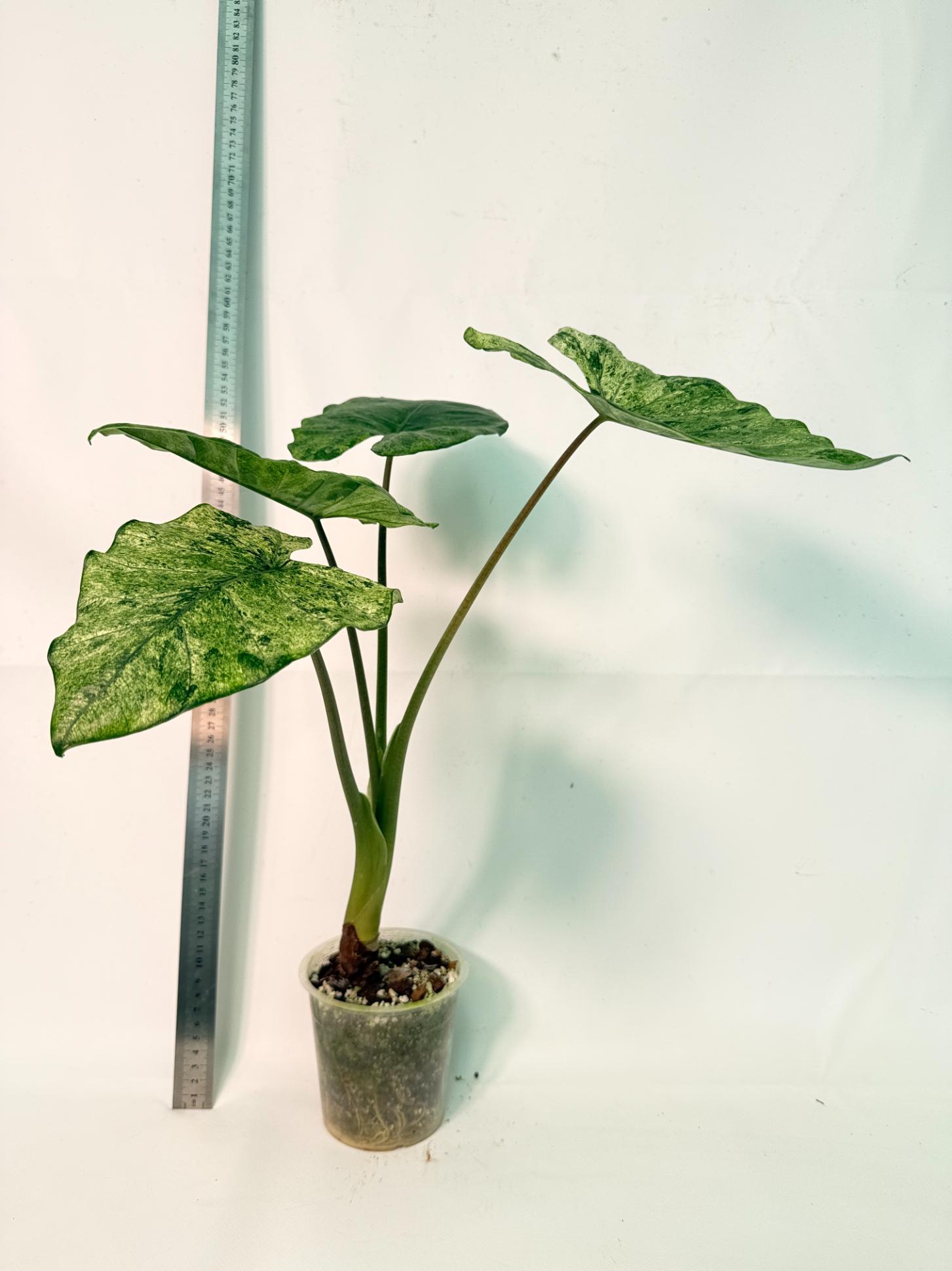 Alocasia Macrorrhiza Variegata 3