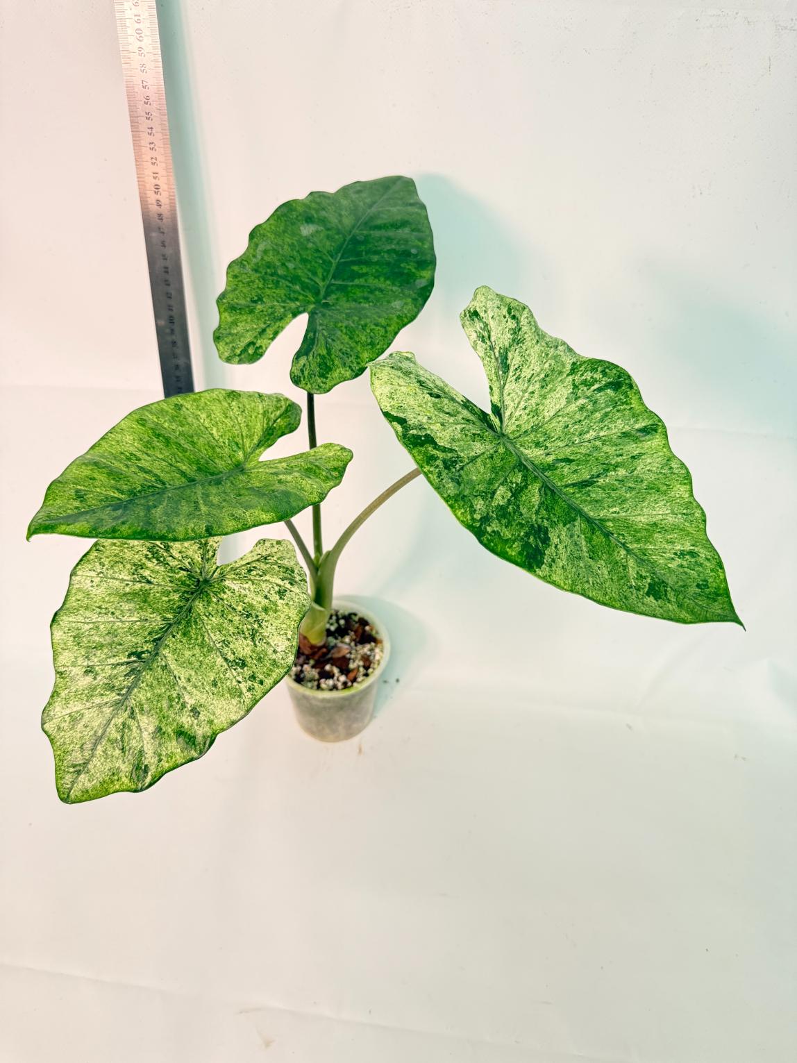 Alocasia Macrorrhiza Variegata 5