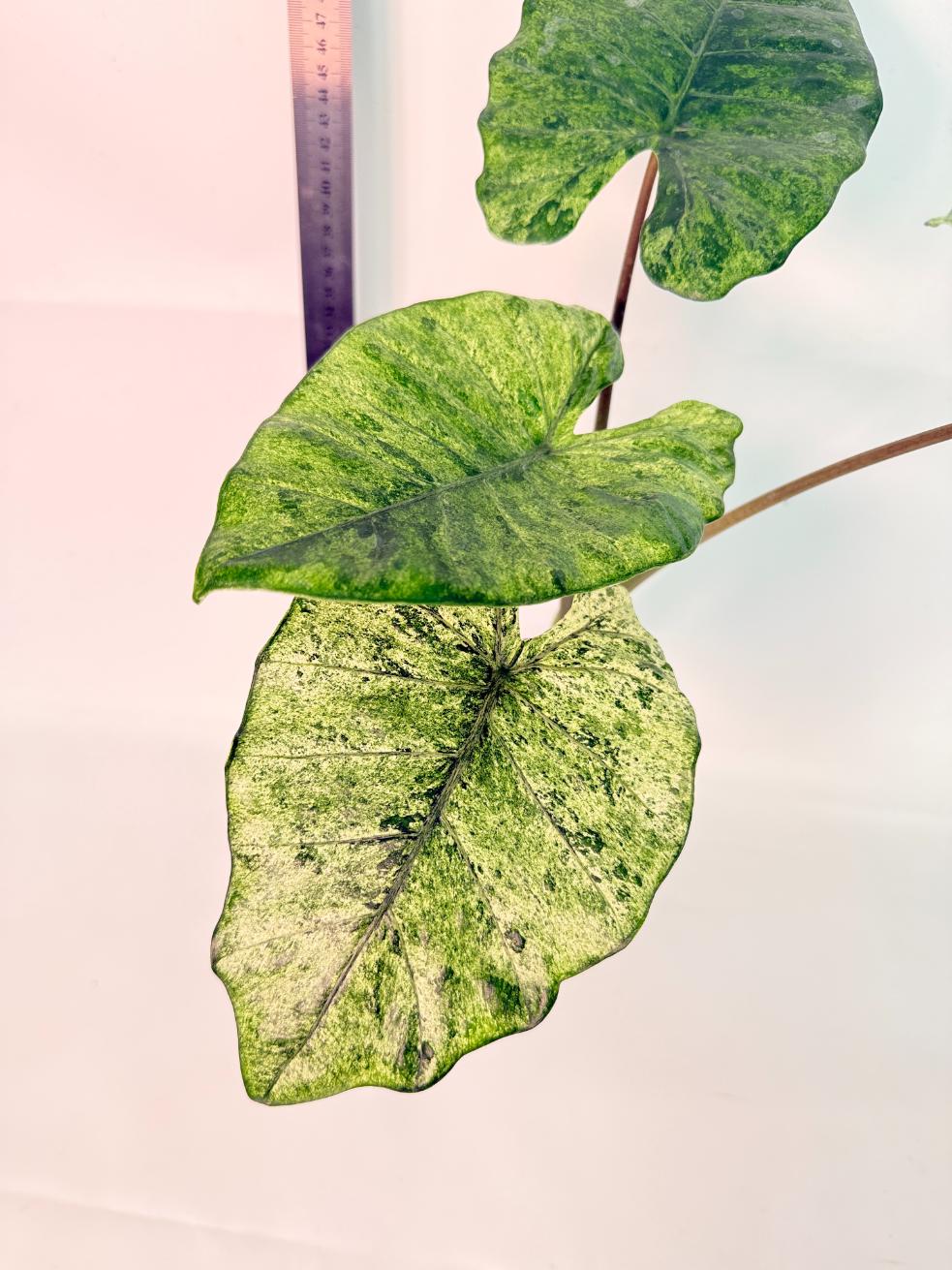 Alocasia Macrorrhiza Variegata 6
