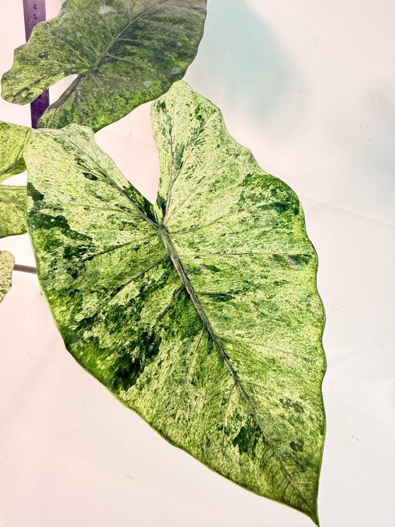 Alocasia Macrorrhiza Variegata 2