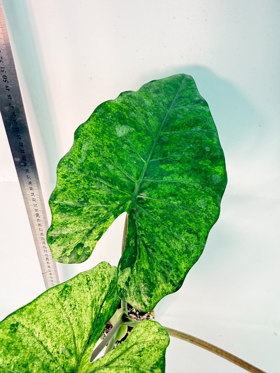 Alocasia Macrorrhiza Variegata 7