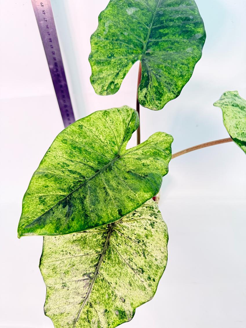 Alocasia Macrorrhiza Variegata 