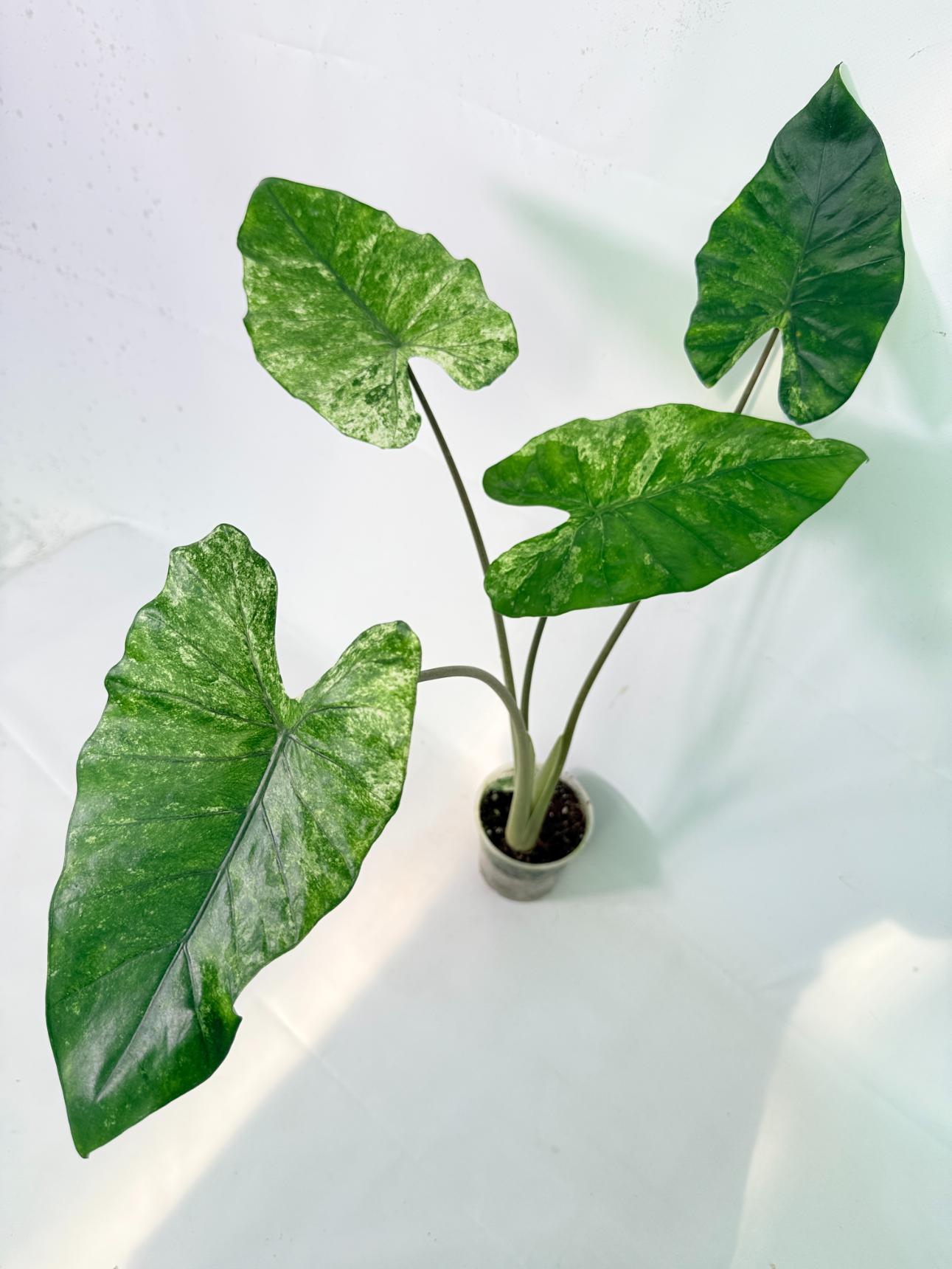 Alocasia Macrorrhiza Variegata 01