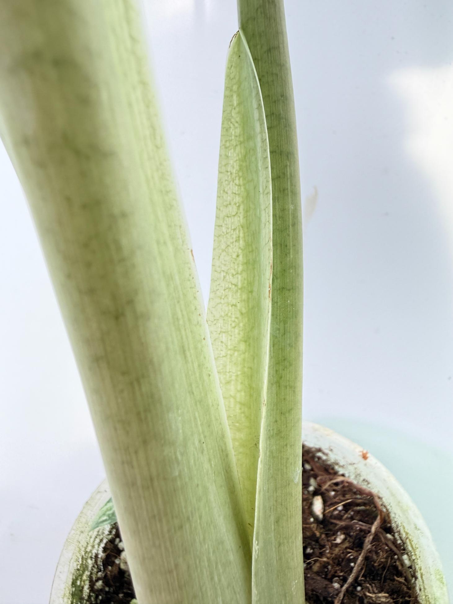 Alocasia Macrorrhiza Variegata 10