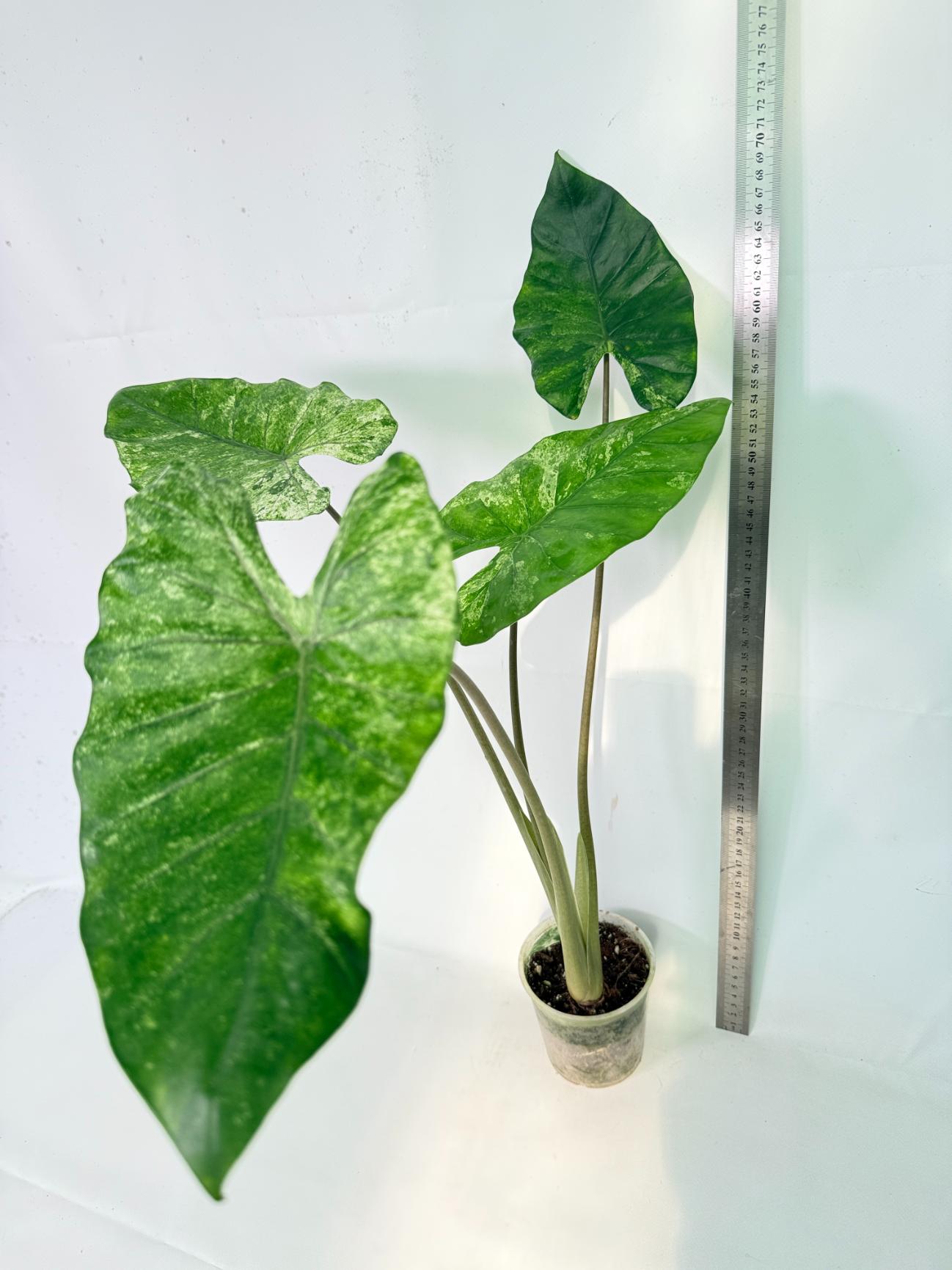 Alocasia Macrorrhiza Variegata 02