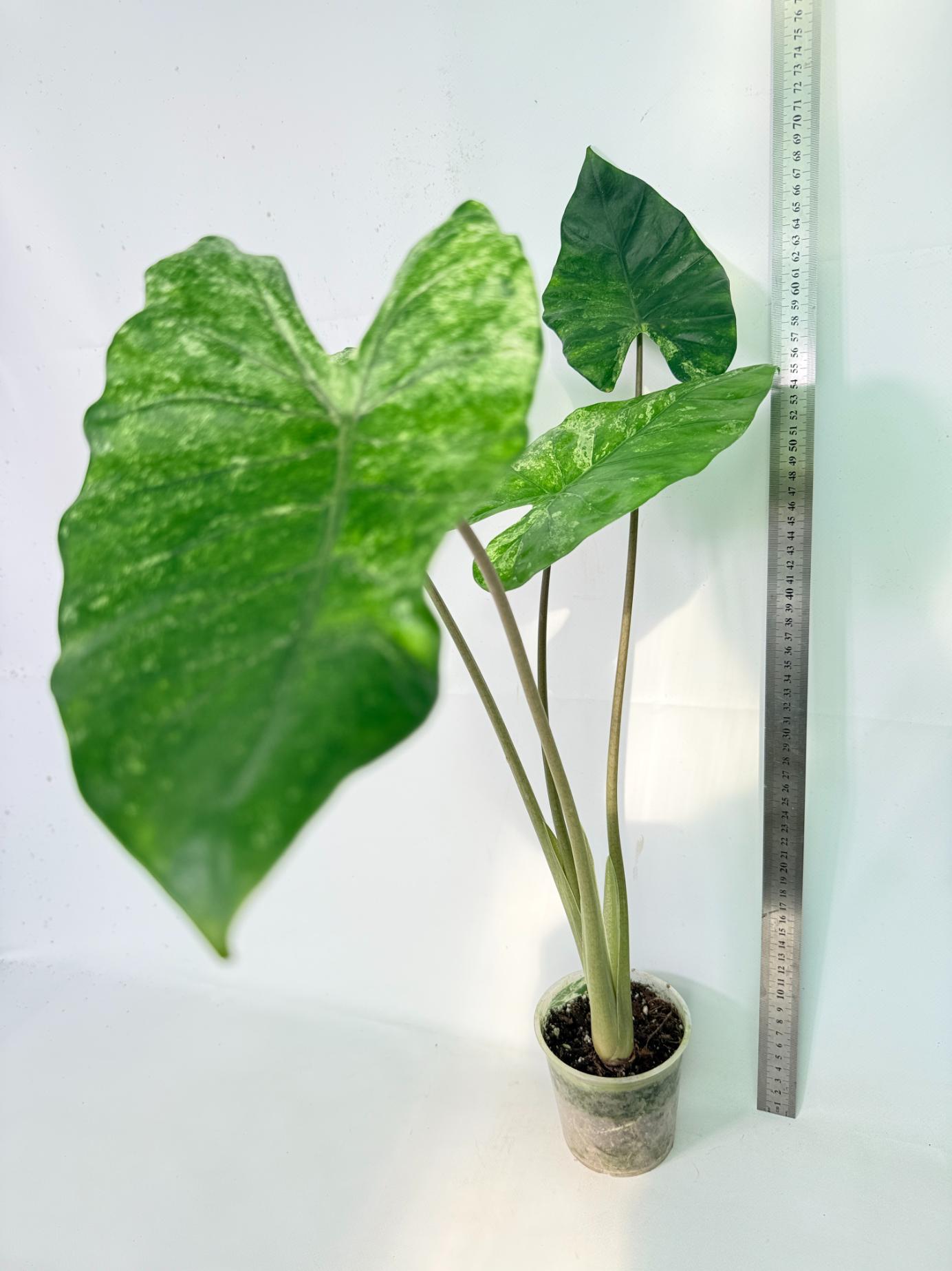 Alocasia Macrorrhiza Variegata 03