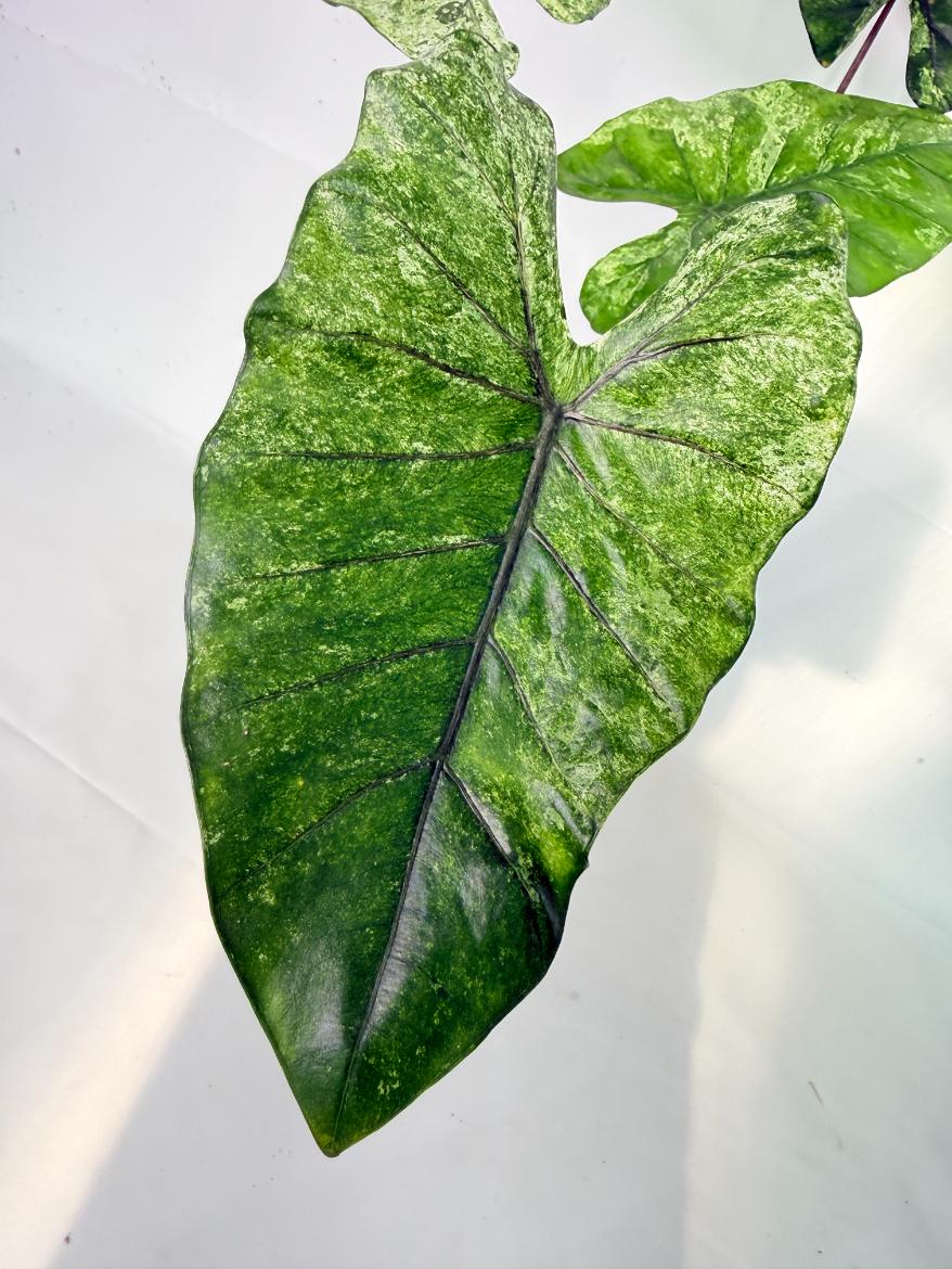 Alocasia Macrorrhiza Variegata 04