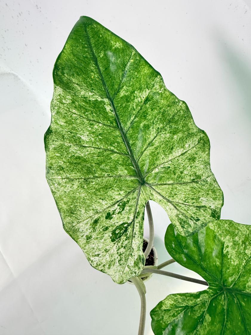 Alocasia Macrorrhiza Variegata 05