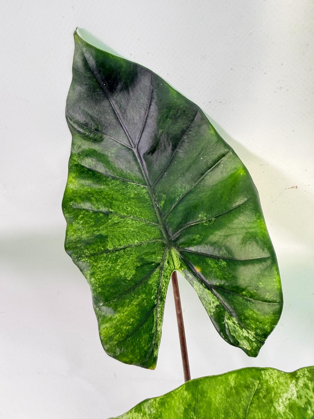 Alocasia Macrorrhiza Variegata 06