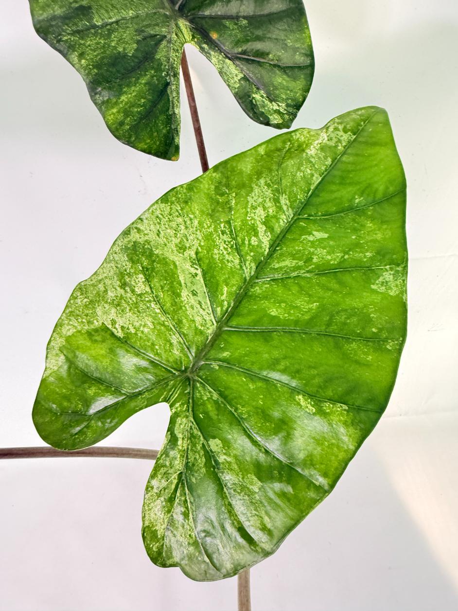 Alocasia Macrorrhiza Variegata 07