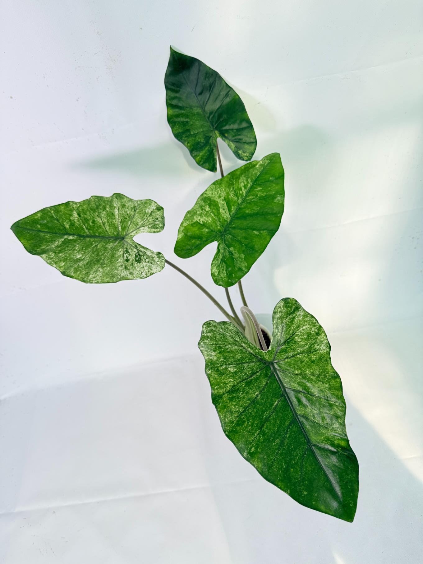 Alocasia Macrorrhiza Variegata 08