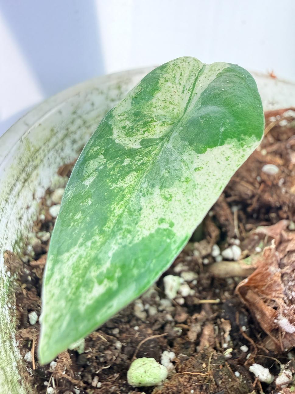 Alocasia Macrorrhiza Variegata 09