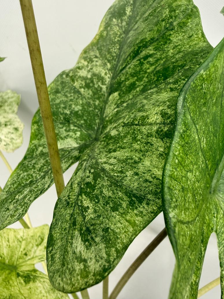 Alocasia Macrorrhiza Variegata XL 08