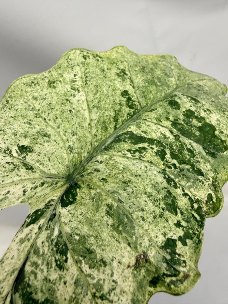 Alocasia Macrorrhiza Variegata XL 09