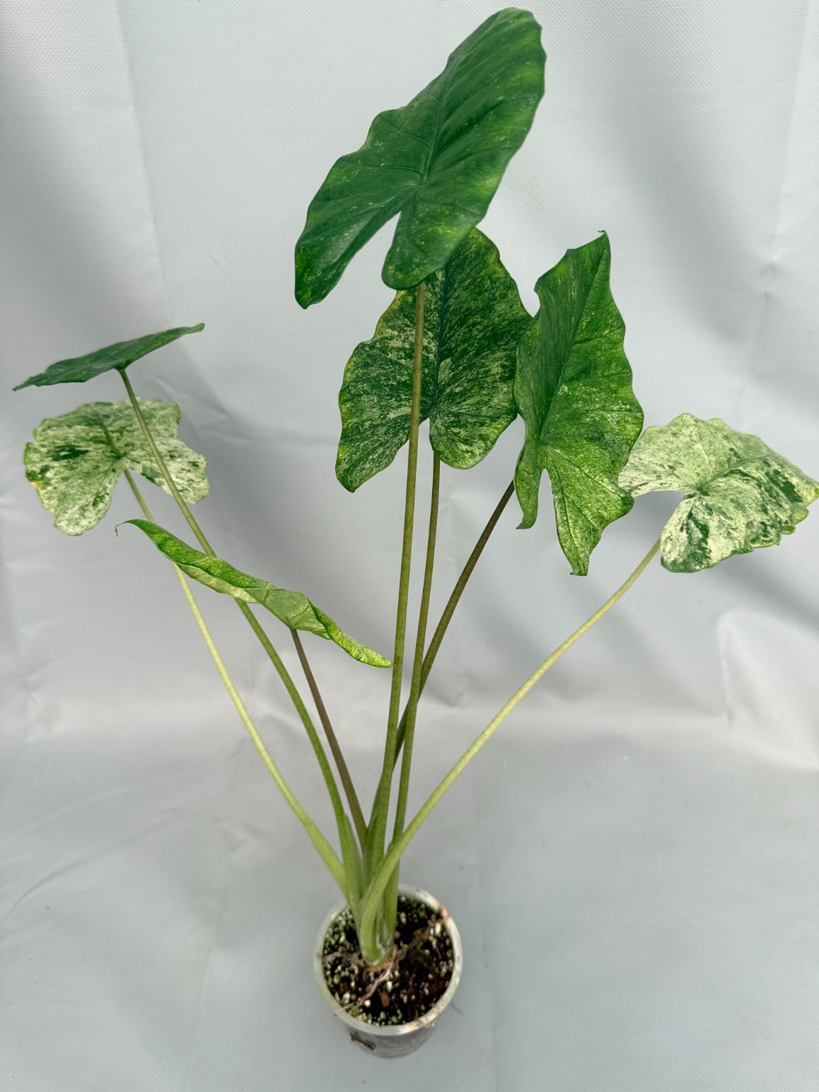 Alocasia Macrorrhiza Variegata XL 01