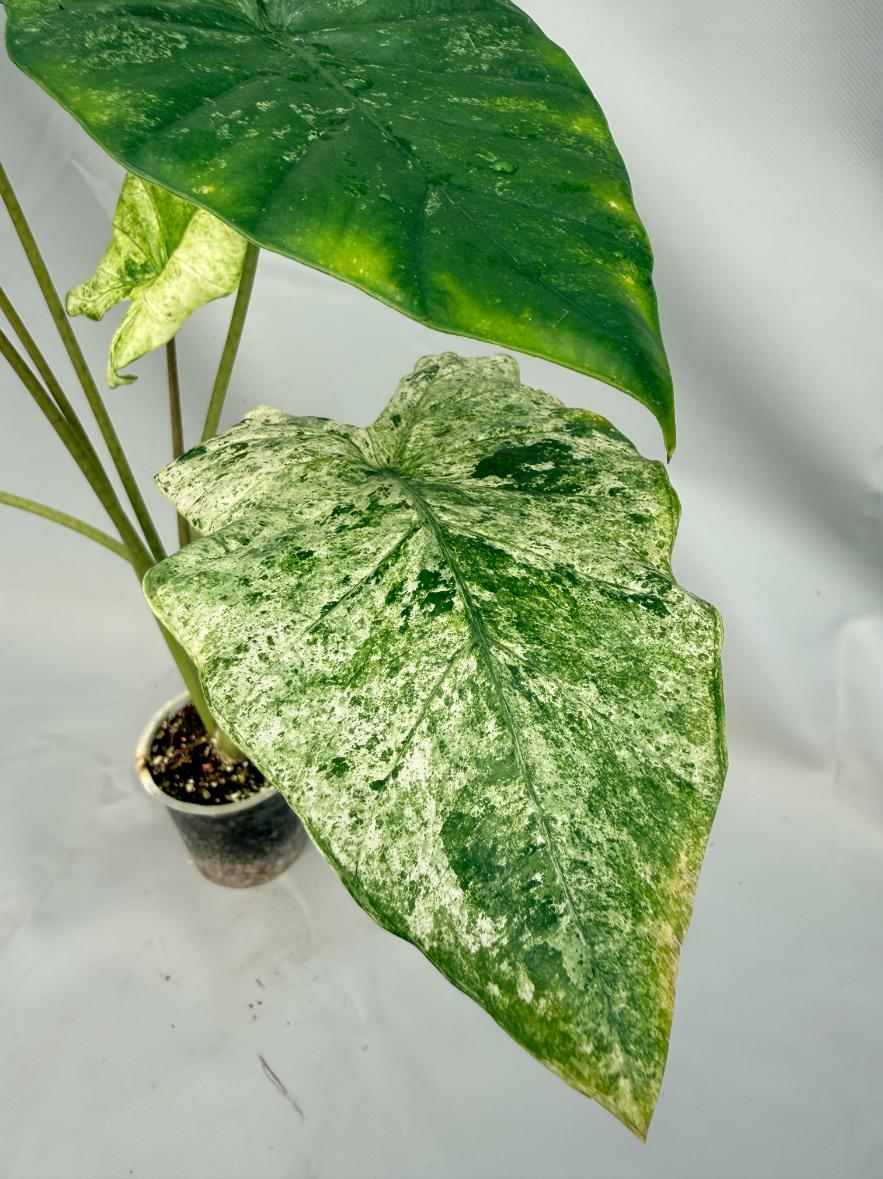 Alocasia Macrorrhiza Variegata XL 02