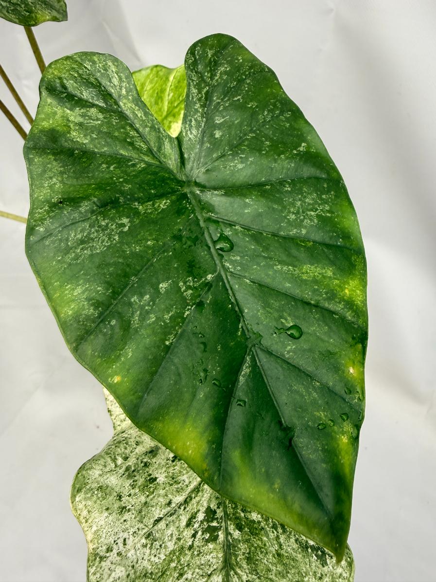Alocasia Macrorrhiza Variegata XL 03