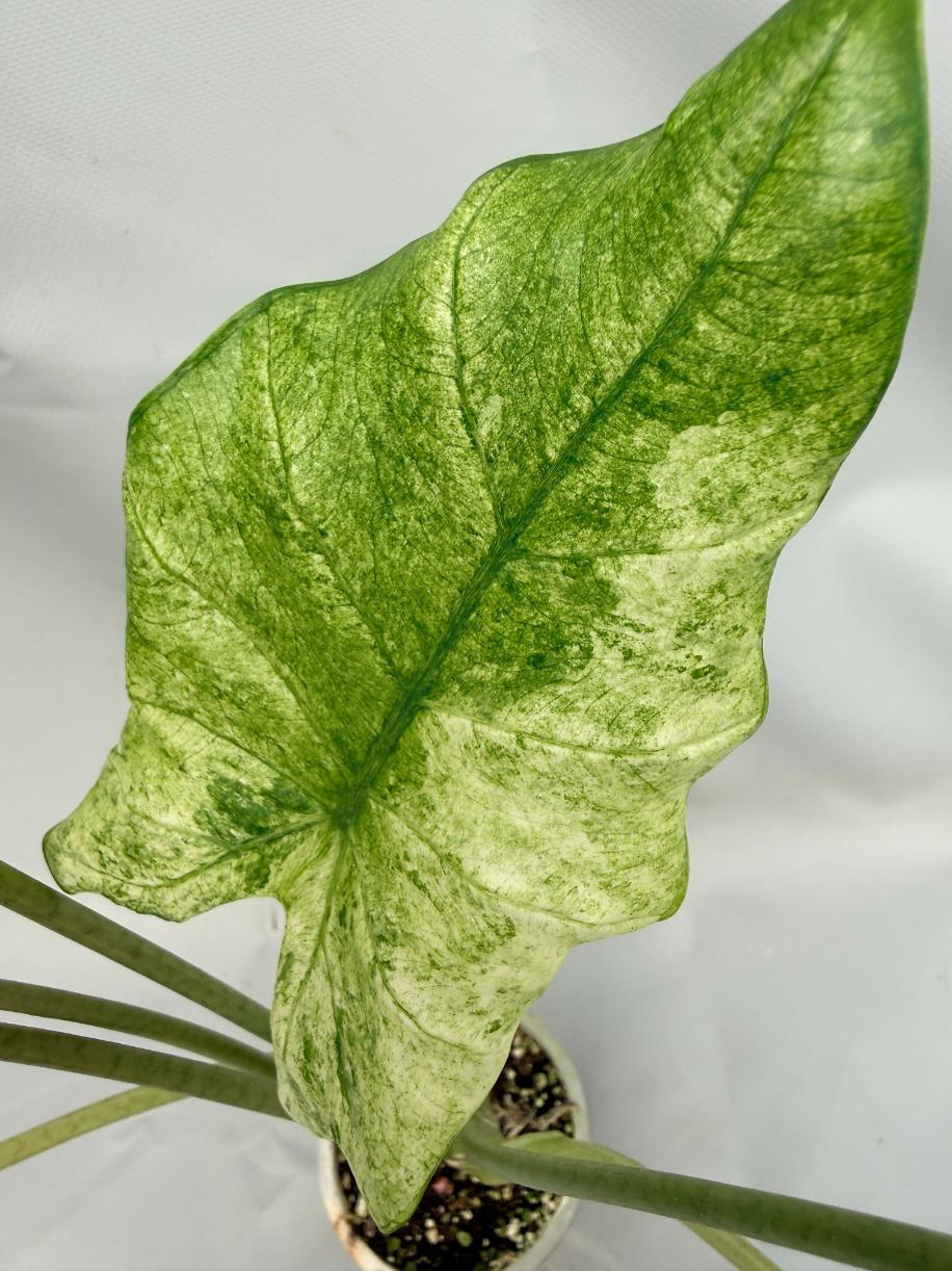 Alocasia Macrorrhiza Variegata XL 04