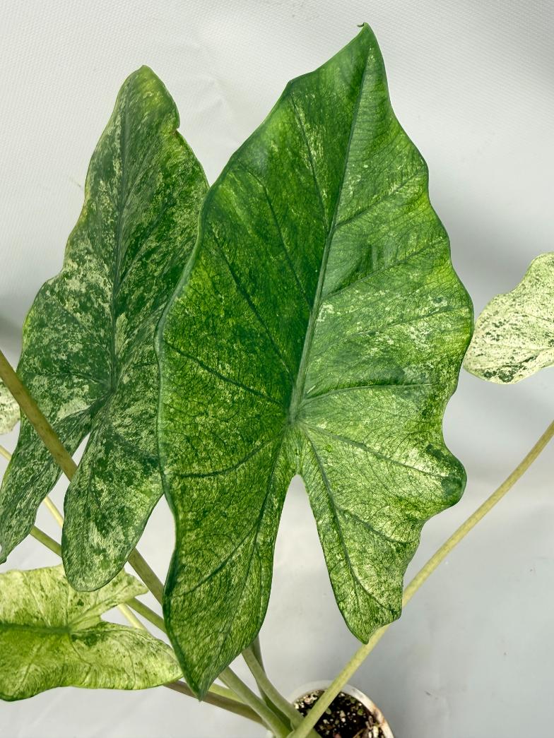 Alocasia Macrorrhiza Variegata XL 06