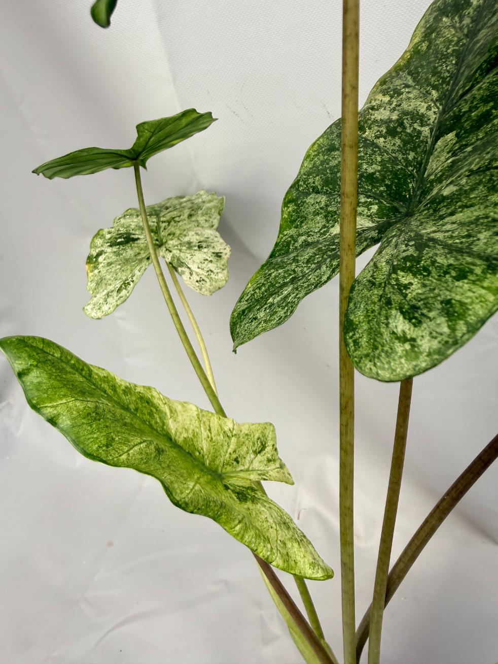 Alocasia Macrorrhiza Variegata XL 07