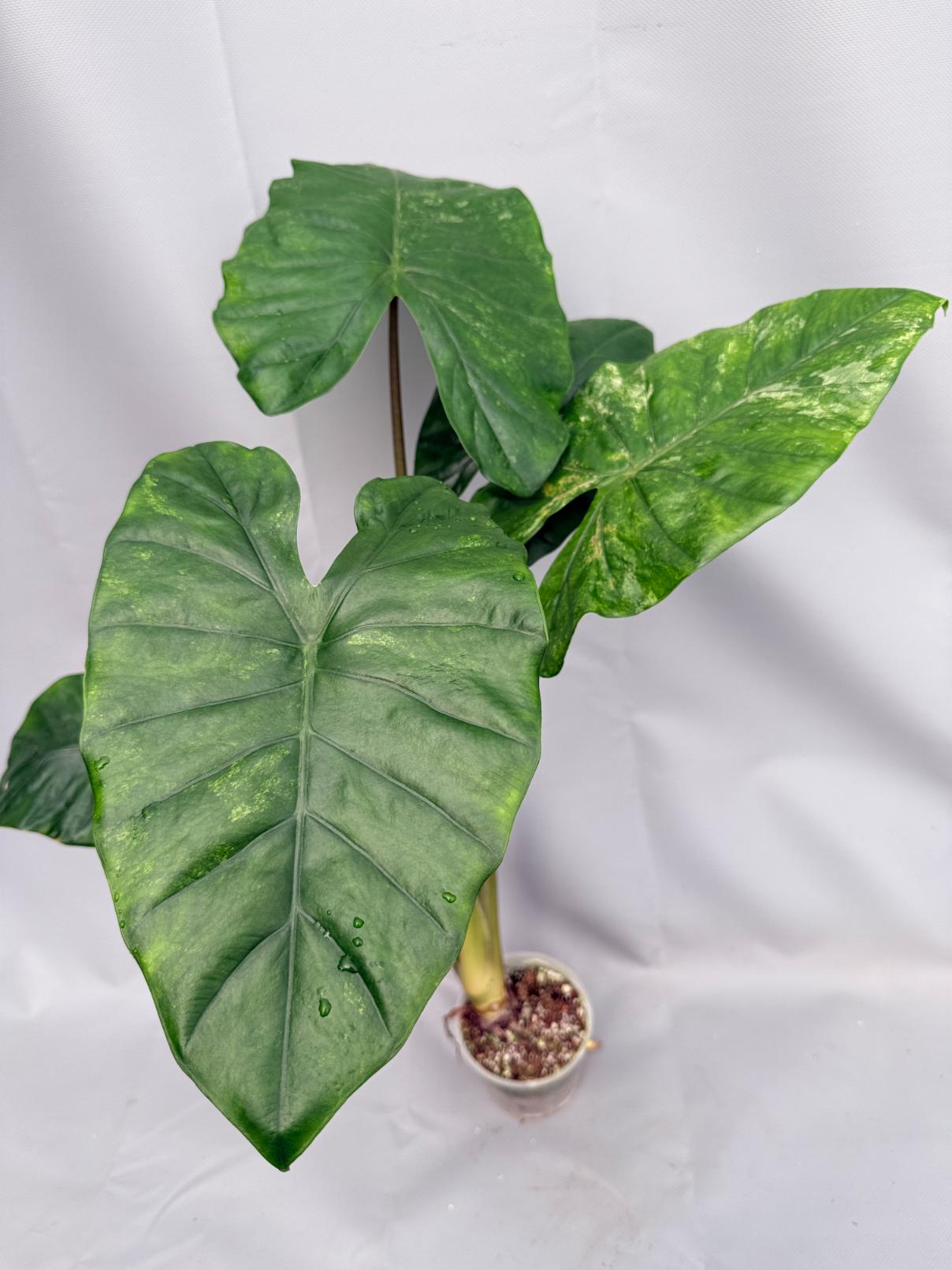 Alocasia Macrorrhiza Variegata XL 01