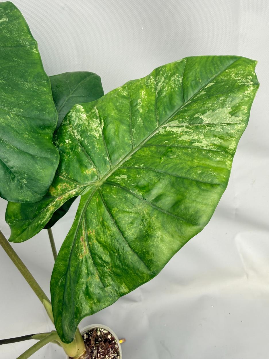 Alocasia Macrorrhiza Variegata XL 02