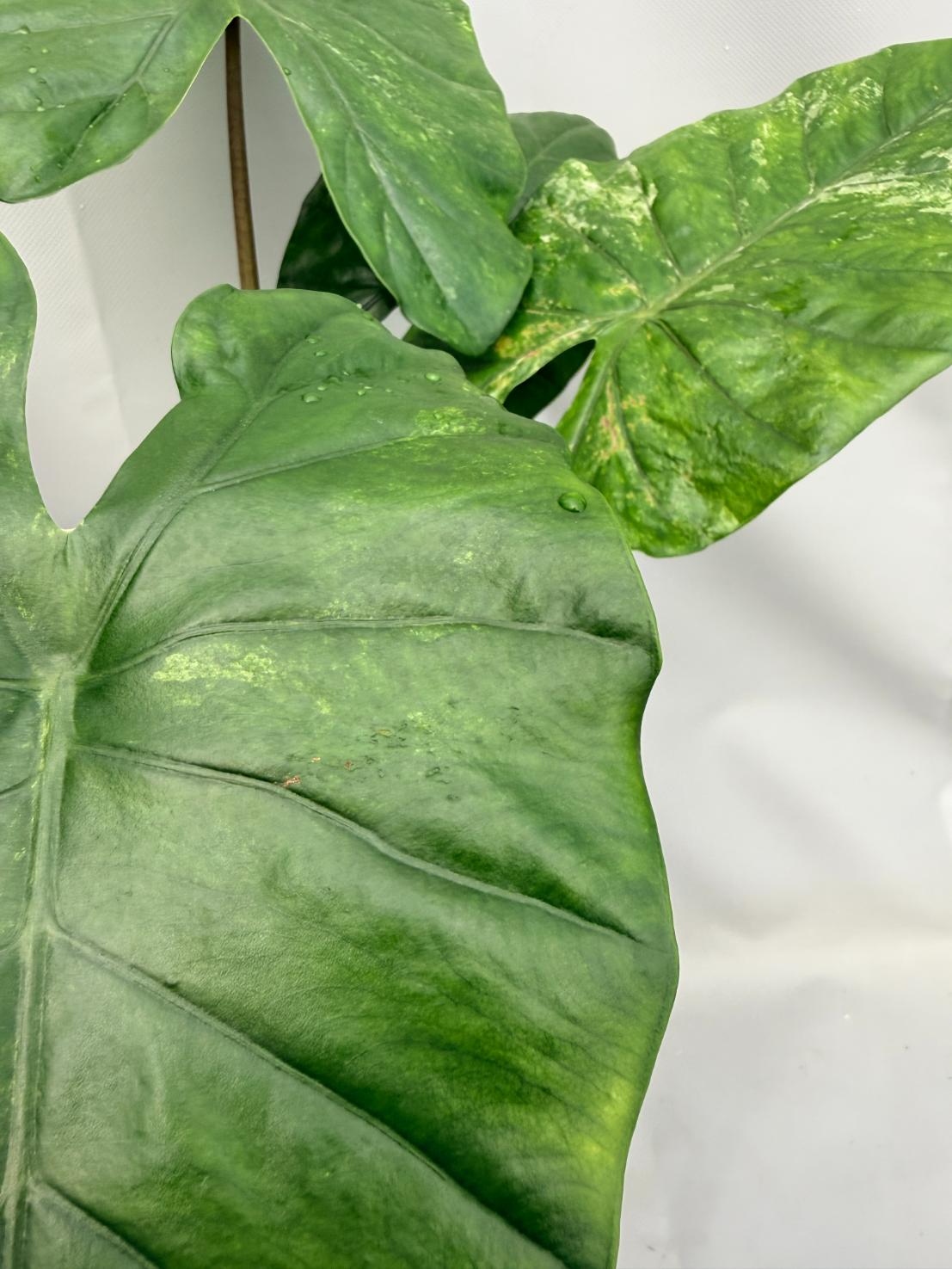 Alocasia Macrorrhiza Variegata XL 04
