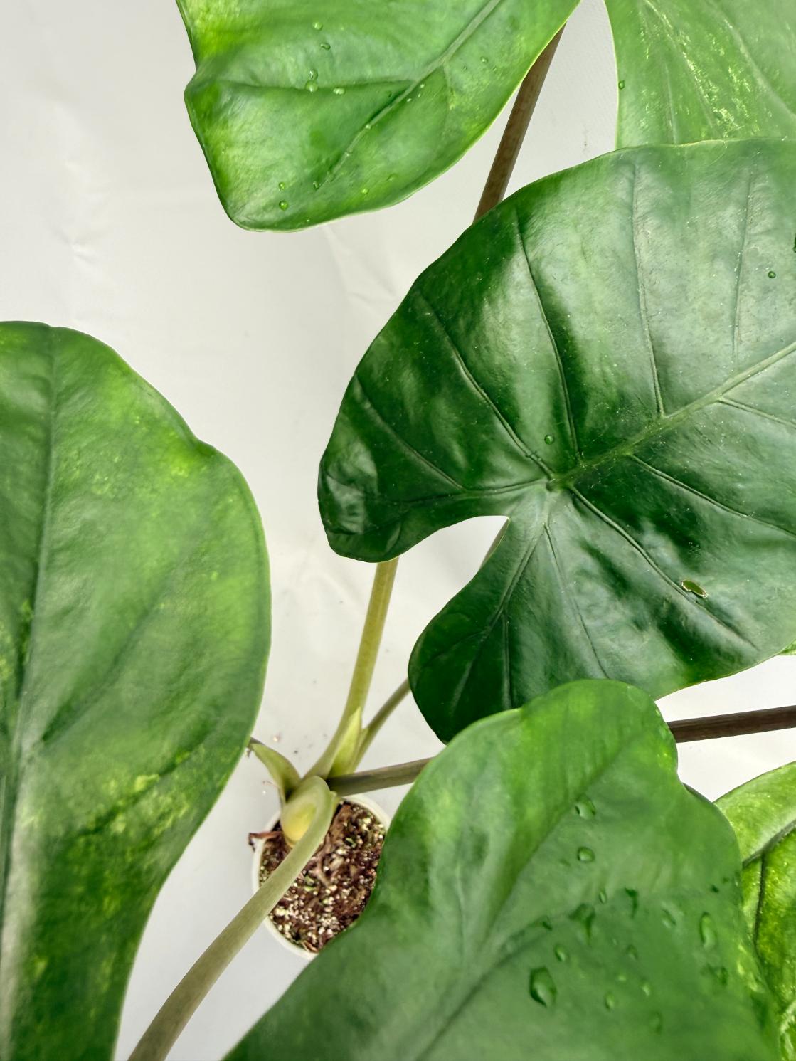 Alocasia Macrorrhiza Variegata XL 07