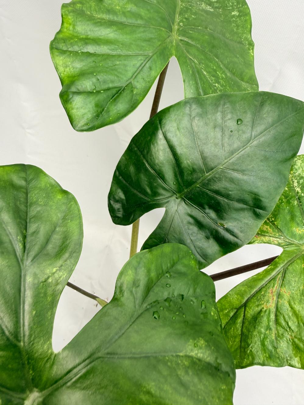 Alocasia Macrorrhiza Variegata XL 08