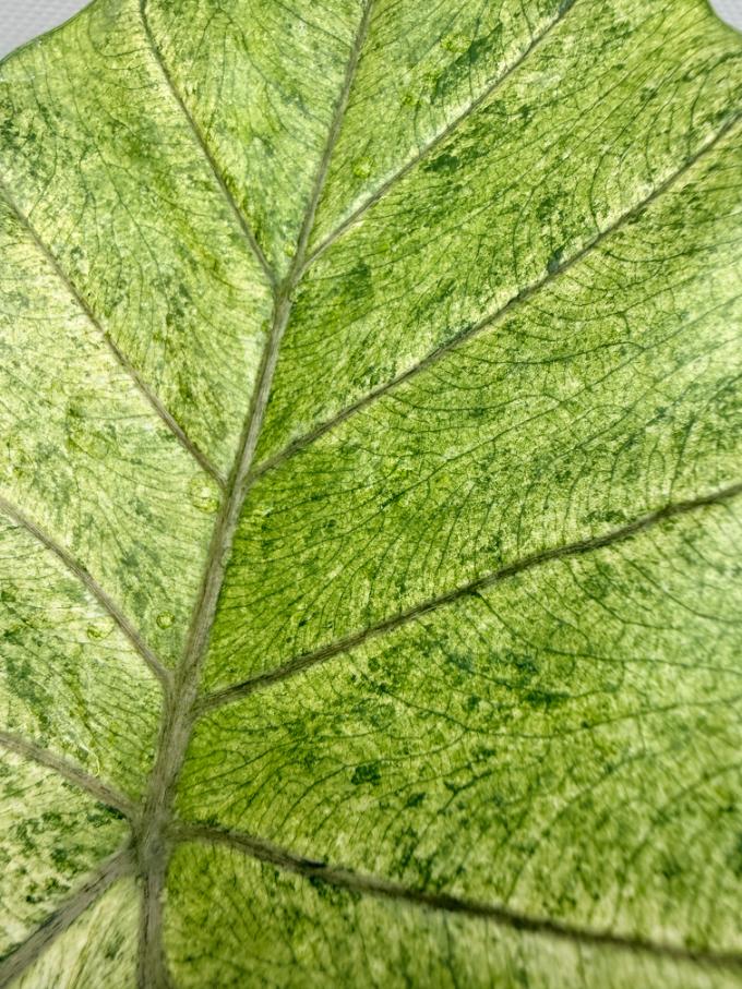 Alocasia Macrorrhiza Variegata XL 09