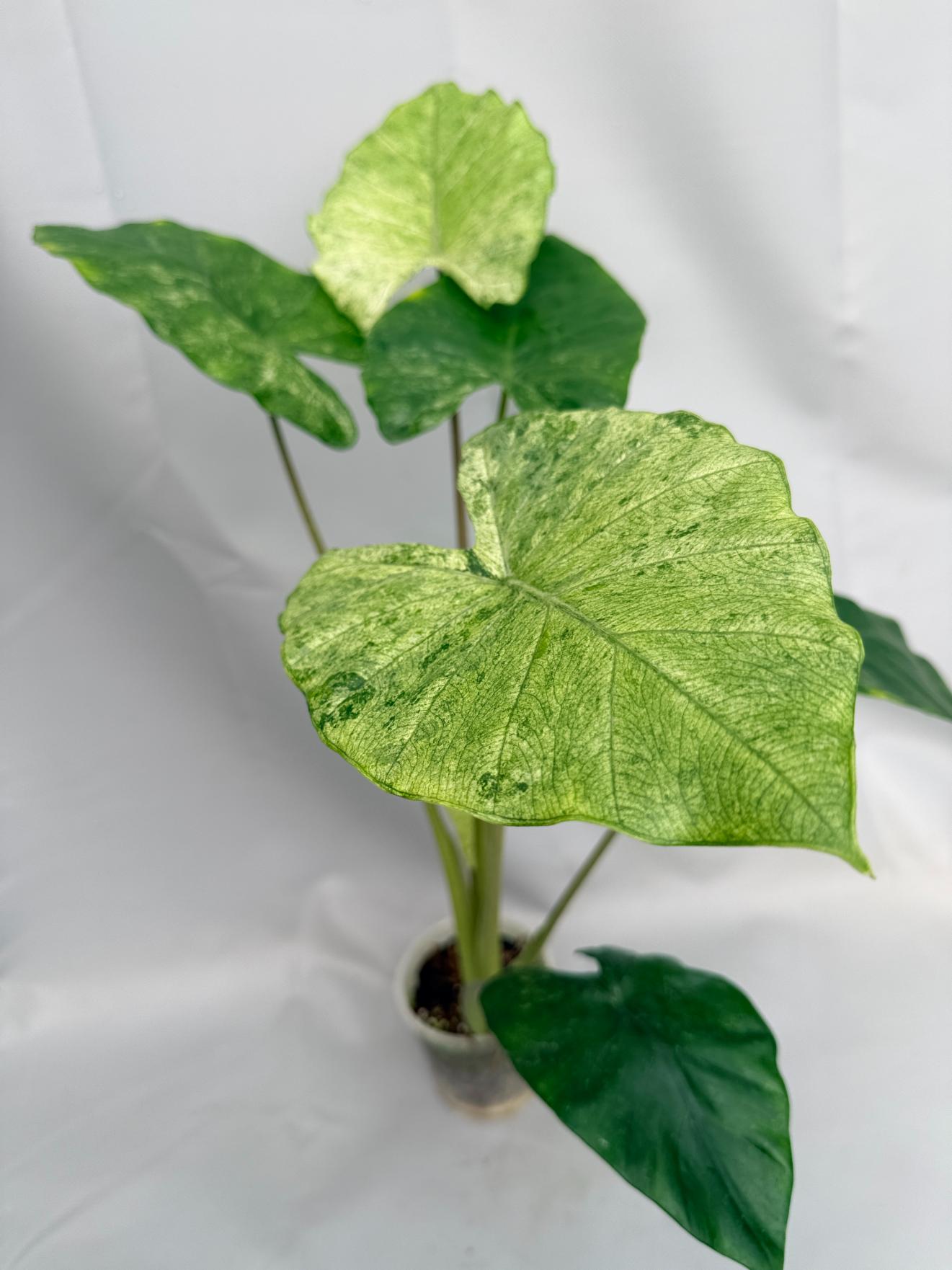 Alocasia Macrorrhiza Variegata XL 01