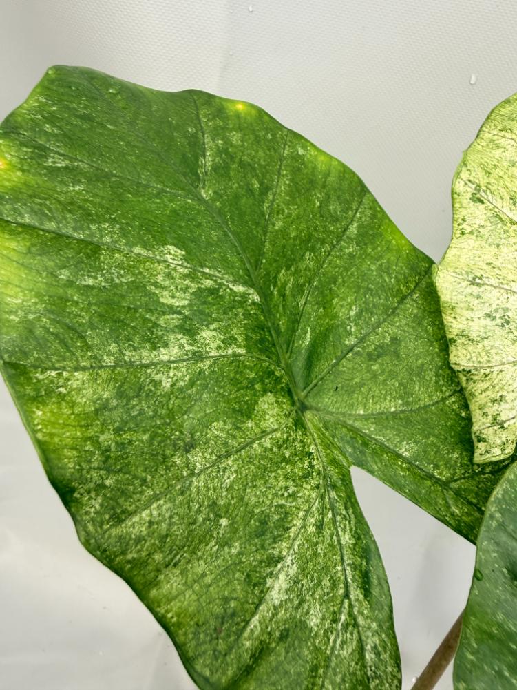 Alocasia Macrorrhiza Variegata XL 04