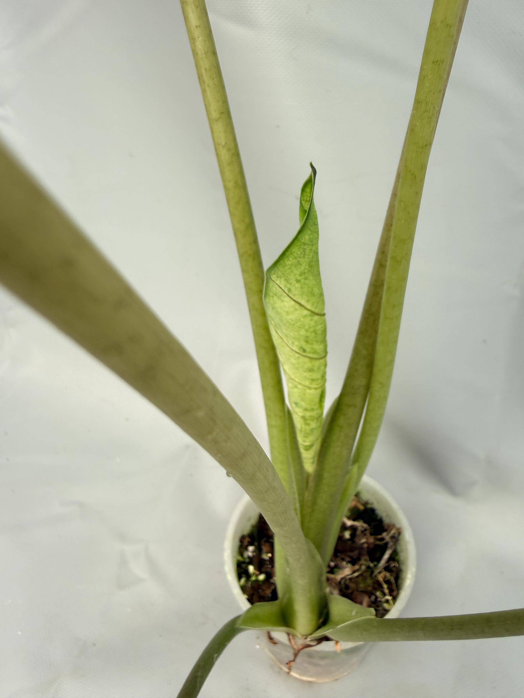 Alocasia Macrorrhiza Variegata XL 06
