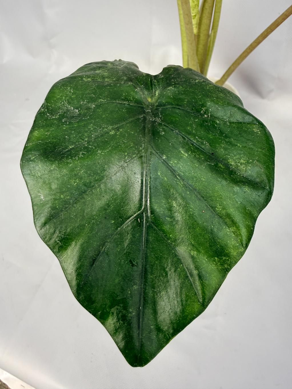 Alocasia Macrorrhiza Variegata XL 07
