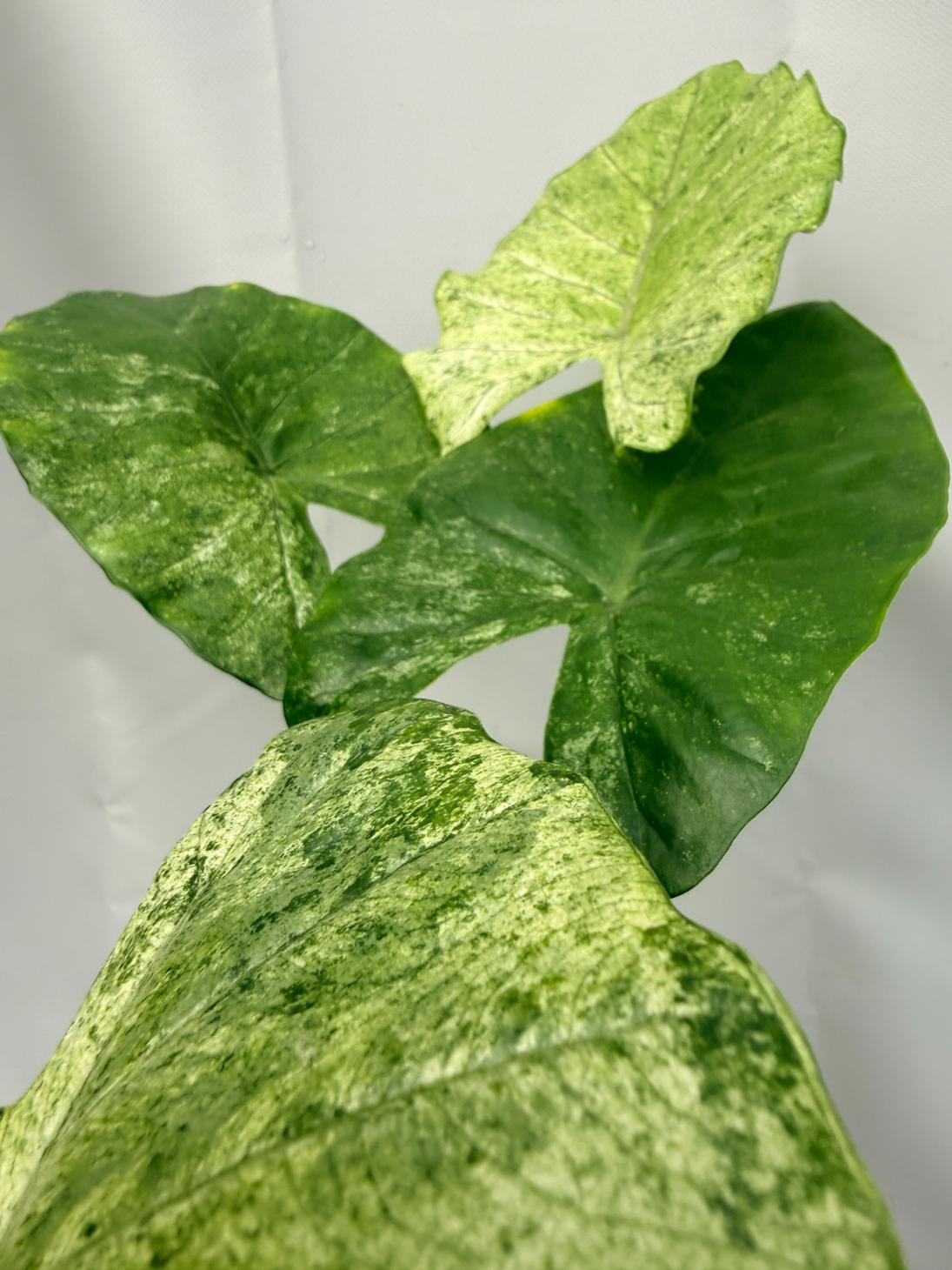 Alocasia Macrorrhiza Variegata XL 08