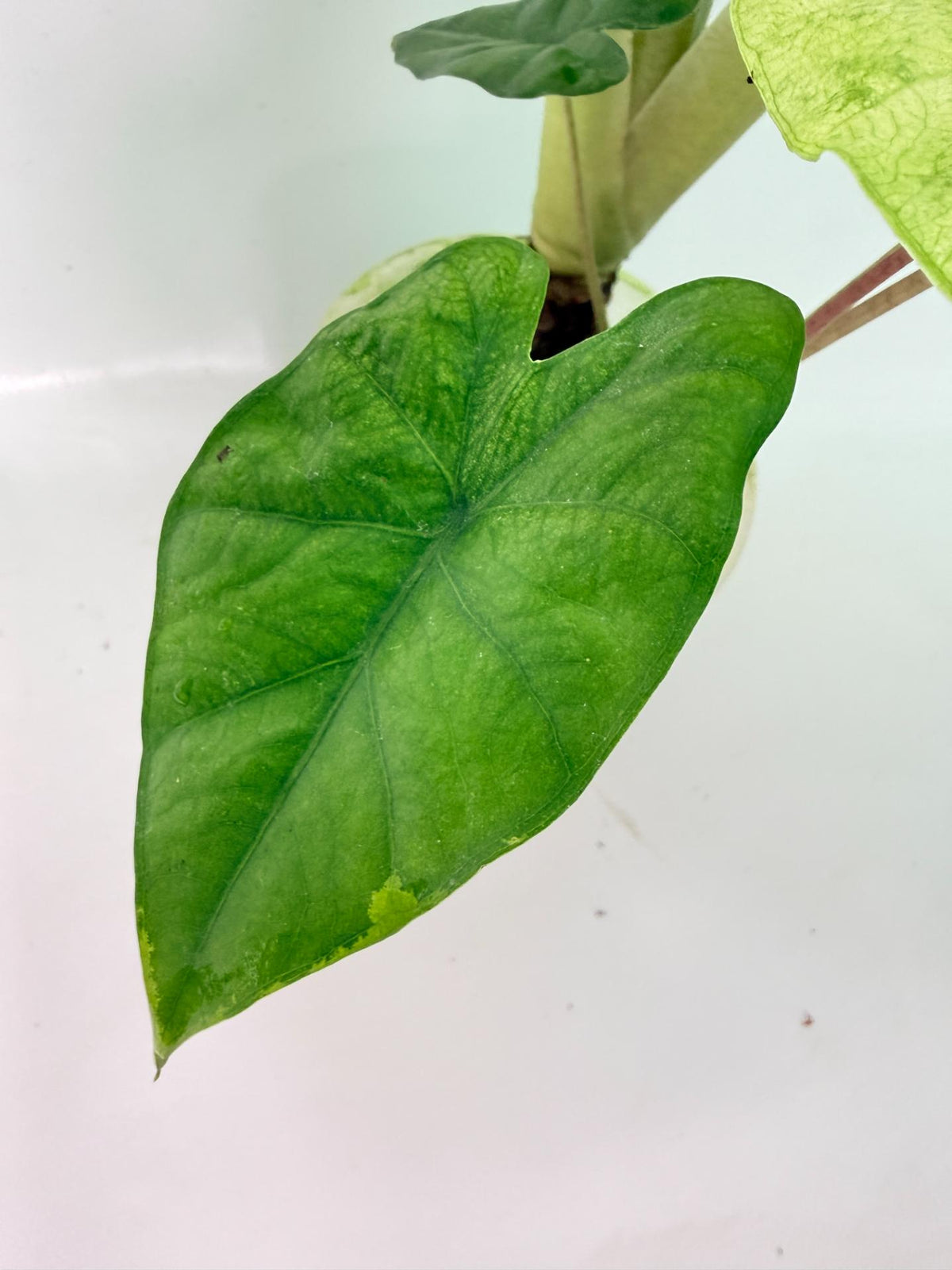Alocasia Macrorrhiza Variegata XL 08